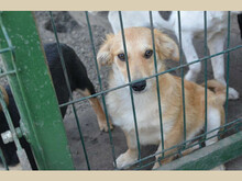 BOWIE, Hund, Mischlingshund in Rumänien - Bild 3