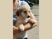 BOWIE, Hund, Mischlingshund in Rumänien - Bild 4