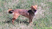 IRINA, Hund, Mischlingshund in Rumänien - Bild 10