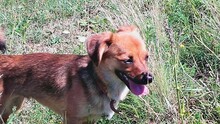 IRINA, Hund, Mischlingshund in Rumänien - Bild 11