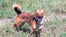 IRINA, Hund, Mischlingshund in Rumänien - Bild 12