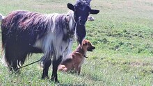 IRINA, Hund, Mischlingshund in Rumänien - Bild 13