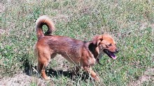 IRINA, Hund, Mischlingshund in Rumänien - Bild 14