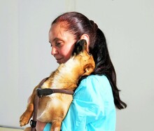 IRINA, Hund, Mischlingshund in Rumänien - Bild 15