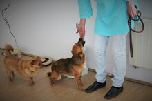 IRINA, Hund, Mischlingshund in Rumänien - Bild 16