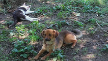 IRINA, Hund, Mischlingshund in Rumänien - Bild 2
