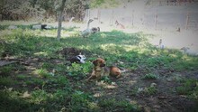 IRINA, Hund, Mischlingshund in Rumänien - Bild 3