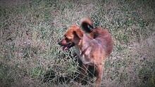 IRINA, Hund, Mischlingshund in Rumänien - Bild 4