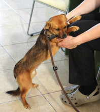 IRINA, Hund, Mischlingshund in Rumänien - Bild 5