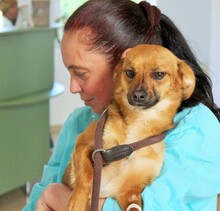 IRINA, Hund, Mischlingshund in Rumänien - Bild 6