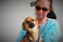 IRINA, Hund, Mischlingshund in Rumänien - Bild 7
