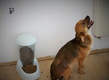 IRINA, Hund, Mischlingshund in Rumänien - Bild 8