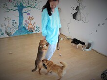IRINA, Hund, Mischlingshund in Rumänien - Bild 9