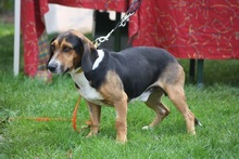 COOPER, Hund, Schweizer Niederlaufhund in Gießen - Bild 2