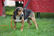 COOPER, Hund, Schweizer Niederlaufhund in Gießen - Bild 4