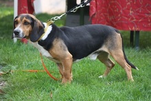 COOPER, Hund, Schweizer Niederlaufhund in Gießen - Bild 5