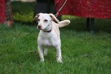 SHU-SHU, Hund, Mischlingshund in Darmstadt - Bild 3
