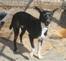 KATJA, Hund, Mischlingshund in Spanien - Bild 1