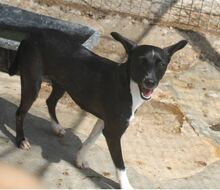 KATJA, Hund, Mischlingshund in Spanien - Bild 3