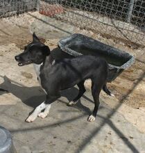 KATJA, Hund, Mischlingshund in Spanien - Bild 5