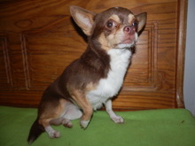 ALIO, Hund, Chihuahua in Slowakische Republik - Bild 1