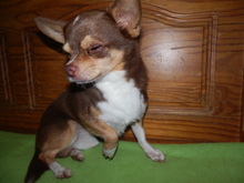 ALIO, Hund, Chihuahua in Slowakische Republik - Bild 3
