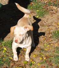 ELZA, Hund, Mischlingshund in Kroatien - Bild 2