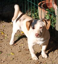 ELZA, Hund, Mischlingshund in Kroatien - Bild 4
