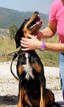 MAGGY, Hund, Irish Setter-Pointer-Mix in Bulgarien - Bild 2