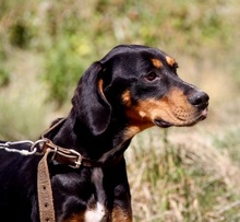 MAGGY, Hund, Irish Setter-Pointer-Mix in Bulgarien - Bild 3