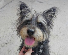 KIKO, Hund, Mischlingshund in Spanien - Bild 1