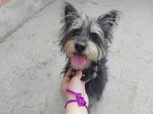 KIKO, Hund, Mischlingshund in Spanien - Bild 2