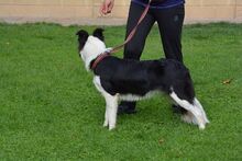 JAQUEL, Hund, Border Collie in Spanien - Bild 3