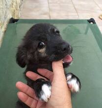 FRIEDA, Hund, Mischlingshund in Griechenland - Bild 1