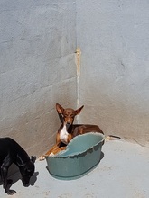 SUSI, Hund, Podenco Orito in Spanien - Bild 2