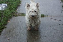 BENNO, Hund, Mischlingshund in Einhausen - Bild 3