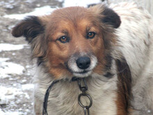 KIRA, Hund, Mischlingshund in Gräfelfing - Bild 7
