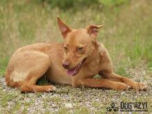 CAMILO, Hund, Mischlingshund in Slowakische Republik - Bild 1