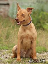 CAMILO, Hund, Mischlingshund in Slowakische Republik - Bild 2