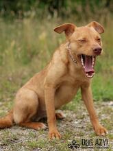 CAMILO, Hund, Mischlingshund in Slowakische Republik - Bild 4