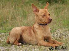 CAMILO, Hund, Mischlingshund in Slowakische Republik - Bild 5