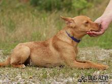 CAMILO, Hund, Mischlingshund in Slowakische Republik - Bild 8