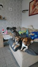RUFO, Hund, Chinesischer Schopfhund in Wolfhagen - Bild 5