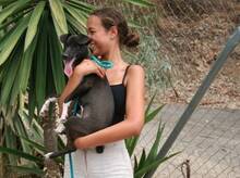 INGO, Hund, Mischlingshund in Spanien - Bild 4