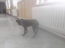 LUCIA, Hund, Mischlingshund in Erfurt - Bild 3