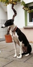 GOLGUITA, Hund, Galgo Español in Pohlheim - Bild 2