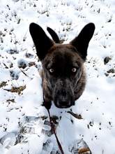 BRUTUSZ, Hund, Mischlingshund in Ungarn - Bild 10
