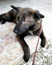 BRUTUSZ, Hund, Mischlingshund in Ungarn - Bild 13