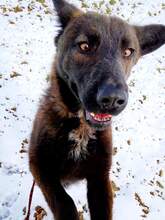 BRUTUSZ, Hund, Mischlingshund in Ungarn - Bild 7