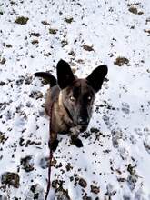 BRUTUSZ, Hund, Mischlingshund in Ungarn - Bild 8